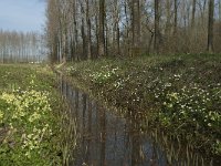 NL, Noord-Brabant, Boxtel, Bundersdijk 2, Saxifraga-Willem van Kruijsbergen